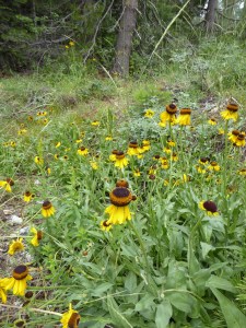 P1000906 sneezeweed