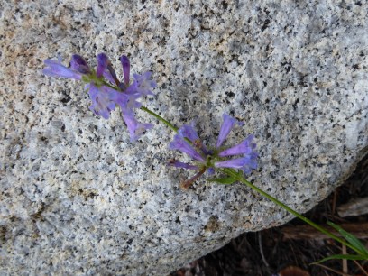 Sierra or Whorled Penstemon - Penstemon heterodoxus 7-15 CR