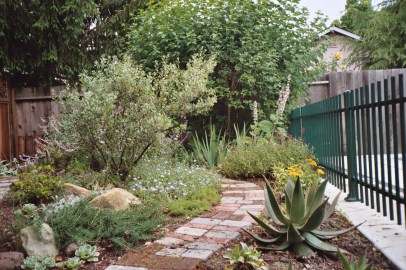 GL clary & pineapple sage blooms