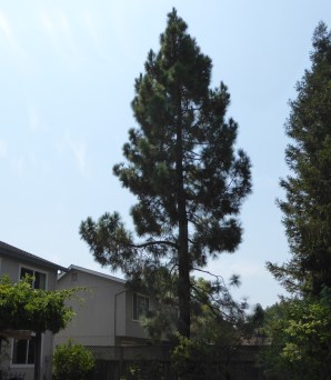 GL P1010383 pine trimmed crp