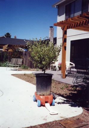 manzanita before planting