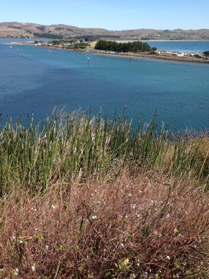 GL Bodega Bay from Head 9-5-15