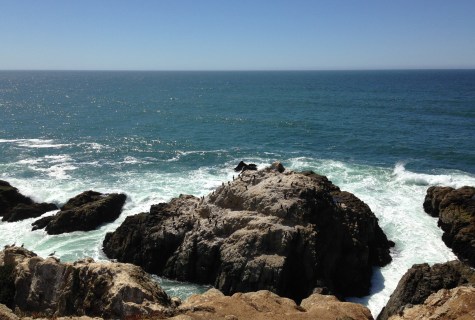 GL cormorant rock Bodega Head