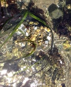 GL crp bayshore shallows