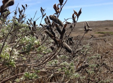 GL crp yellow lupine pods