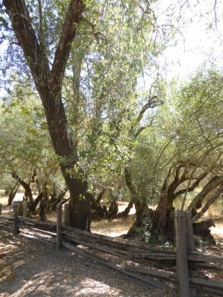 GL olive oak GE 9-15