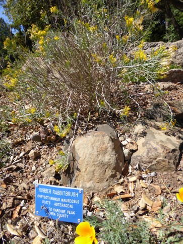GL rabbitbrush Tilden 9-15
