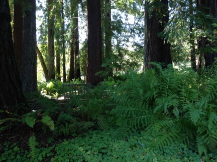 GL Tilden Bot. Gardens redwood grove 9-4-15