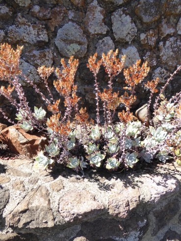 GL Tilden succulents 9-15