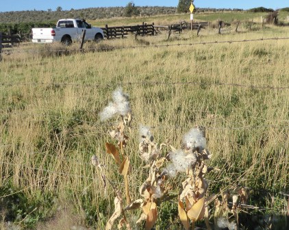 P1010897 milkweed