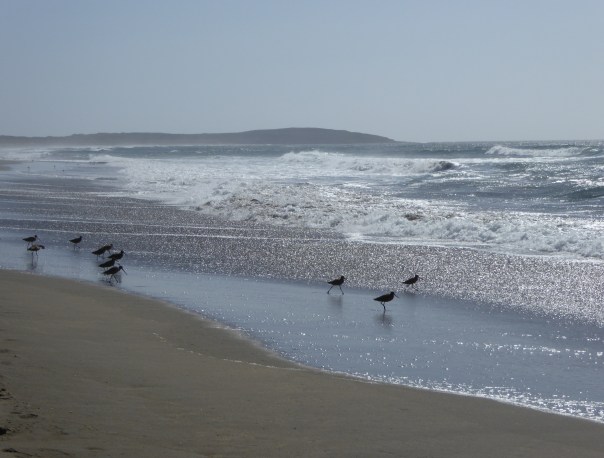 GL 10 P1020097 sandpipers