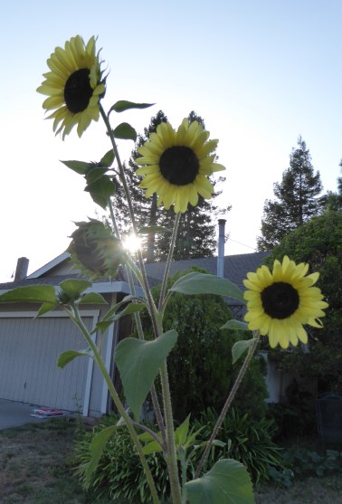 GL 10 P1020110 sunflowers