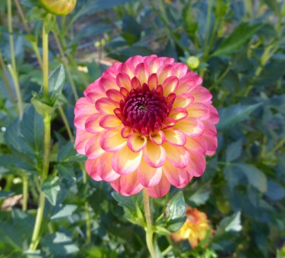 glP1010921 dahlia pink yellow
