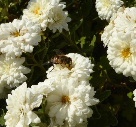 GLY bee on mum 10-15