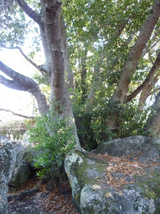 gl Mortar Rock bay tree