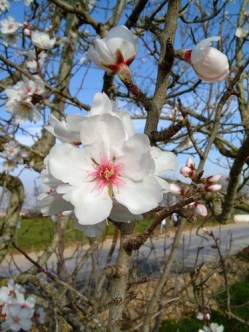 almond-tree-flower