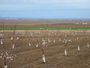 gl w-side alm nurs closer