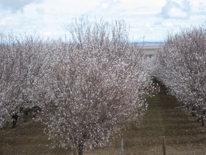 w-side alm med close