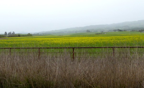 P1030667 mustard crp2ed