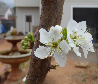 plum blossom w fountain close 3-2-16