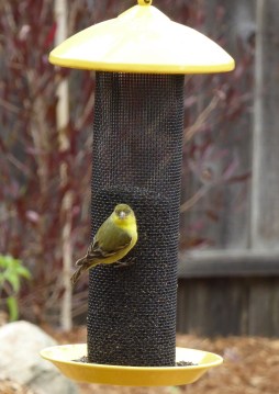 gl goldfinch look crp2