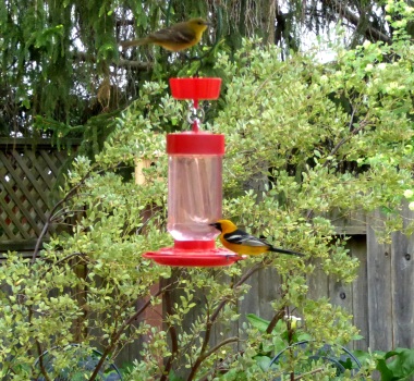 gl Hooded Orioles crp 2016-04-08
