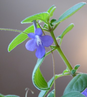 gl violet P1030899(1)