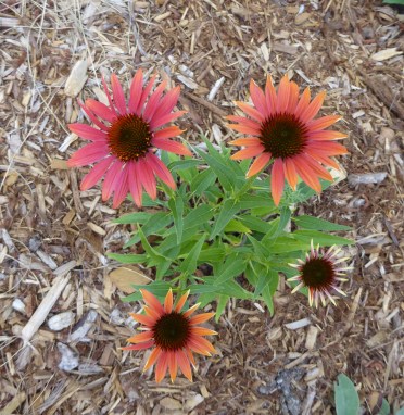 Echinacea Cheyenne Spirit May 2016