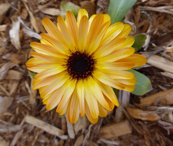 Solar Flashback calendula May2016