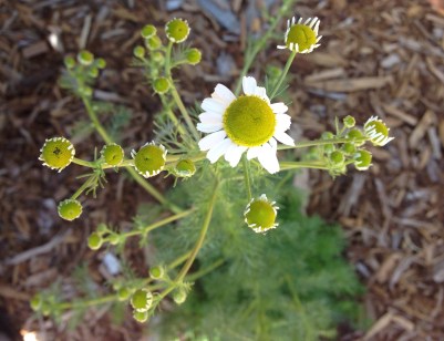 gl 6 chamomilegerman.jpg 6-16