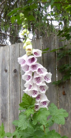 gl P1040708 foxglove behind ribes 6-16