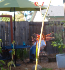 gl dragonfly 2 by JR 5-31-16