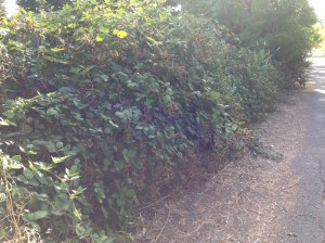 gl IMG_2747 blackberries
