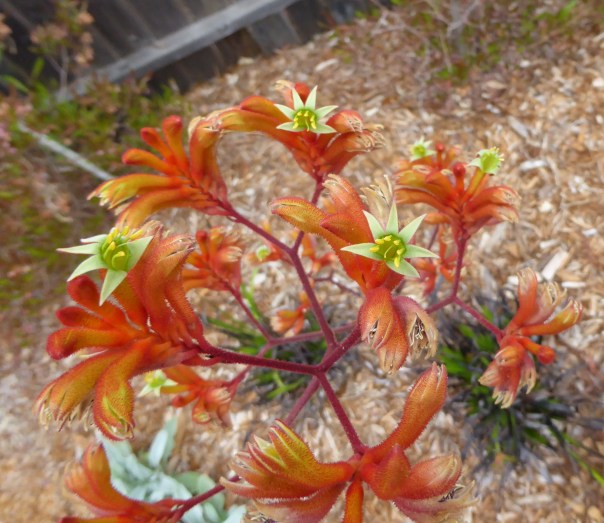 gl P1040891 k paws 7-25-16