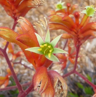 gl P1040891 k paws close