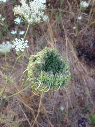 IMG_2695 Lace flower