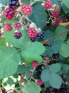 IMG_2698 berries