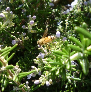 gl bee on rosemary