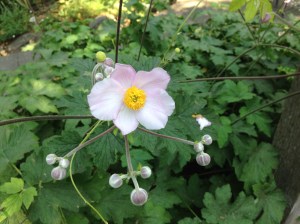 gl IMG_3013 windflower