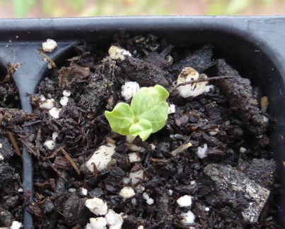 gl P1050378 hollyhock