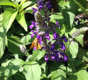 gl pollinator iphone 3049