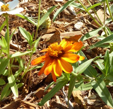 gl pollinators on zinnias