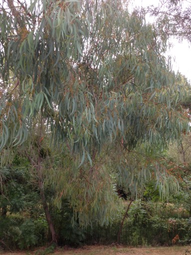gl8 eucalyptus IMG_3085