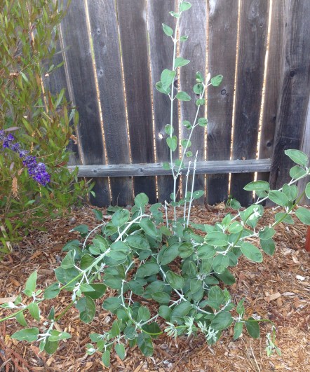 gl-15-img_3268-peruvian-sage-sep-16