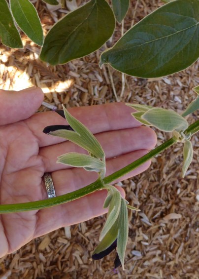 gl-15-p1050493-crp-peruvian-sage