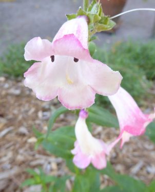 gl-27-penstemon-appleblossom-good-p1050615