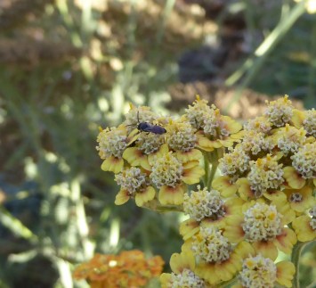 gl9 P1050431 fly on yarrow crp