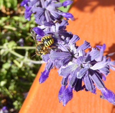 gl9 P1050452 wasp on salvia 9-4-16