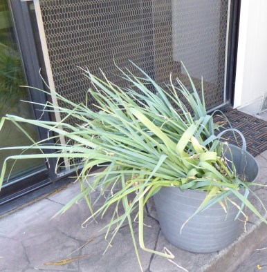 leeks-pulled-9-26-16