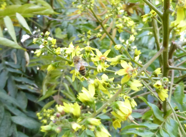 glt-bee-on-yellow-flowers-prp-10-16-rain-tree-maybe